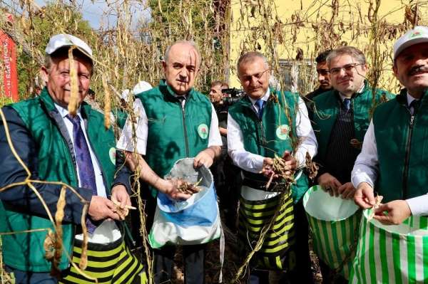 Coğrafi işaret tescilli 'Akkuş Şeker Fasulyesi'nde hasat başladı
