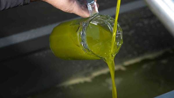 Türkiye'de satılan zeytinyağının yüzde 65'i 'Ayvalık zeytinyağı' adıyla piyasada