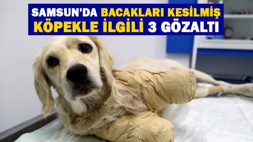 Samsun'da bacakları kesilmiş köpekle ilgili 3 gözaltı