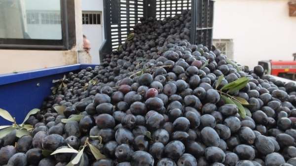 Burhaniye'de Gemlik Zeytini dikimi arttı