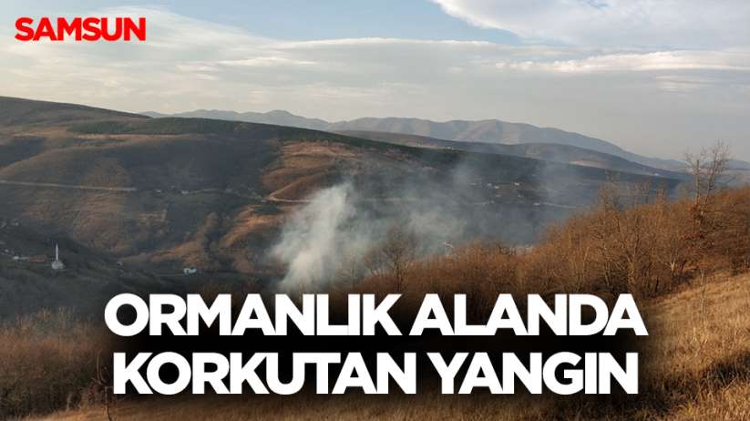 Samsun'da ormanda örtü yangını