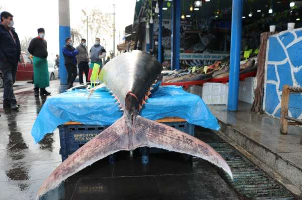 Diyarbakır'da 210 kiloluk orkinos balığını görenler cep telefonlarına sarıldı 