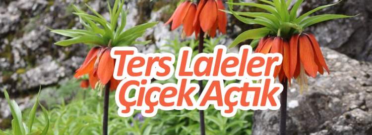 Ters laleler çiçek açtı