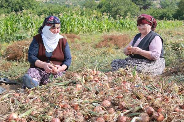 Amasya'da soğan hasadı başladı 