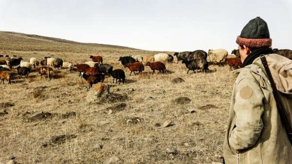 Ardahan'da kış ayında sıcak hava çiftçiye ekonomik kazanç sağlıyor 