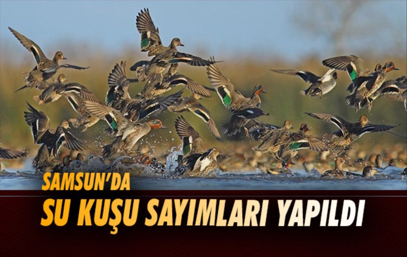 Samsun'da kış ortası su kuşu sayımları yapıldı