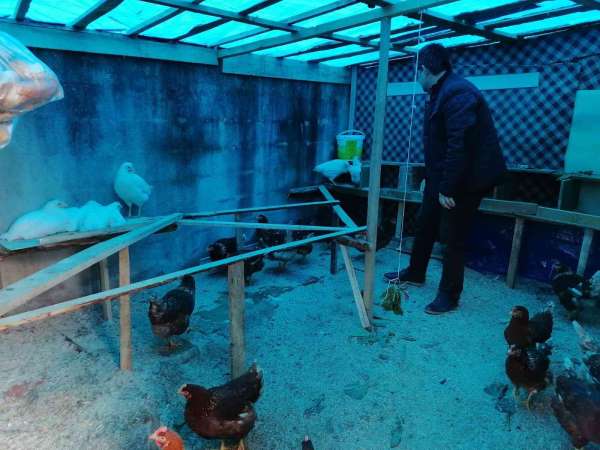 Lise öğrencileri hayallerini gerçekleştirmek için tavuk yetiştirip, yumurta üretiyor