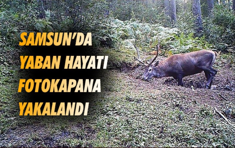 Samsun'da yaban hayatı fotokapana yakalandı