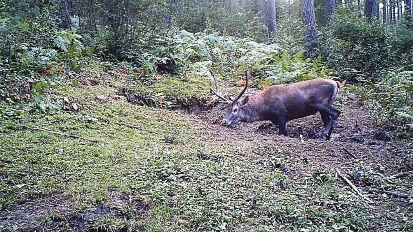 Samsun'da yaban hayatı fotokapana yakalandı