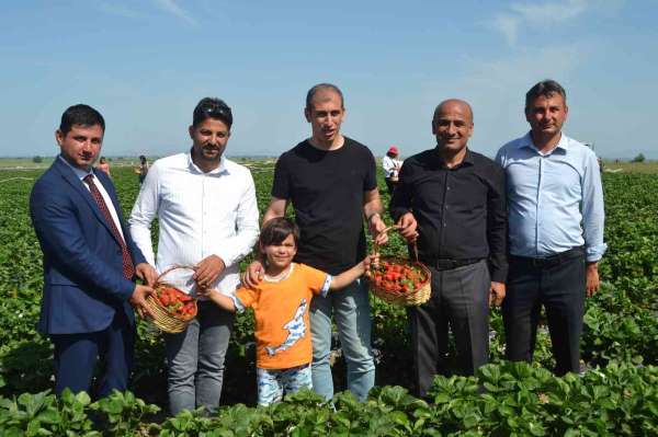 Çilek tarlasında çocuklarla hasat şenliği - Adana haber