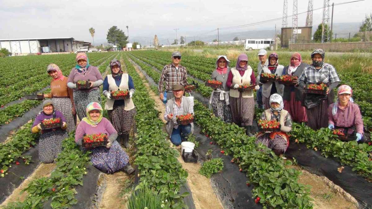 Coğrafi işaretli Silifke çileği Rusya, Ukrayna ve Katar'a ihraç ediliyor