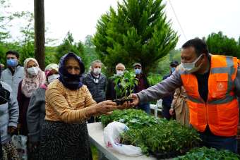 Altınordu Belediyesi'nden çiftçiye 52 bin adet fide desteği
