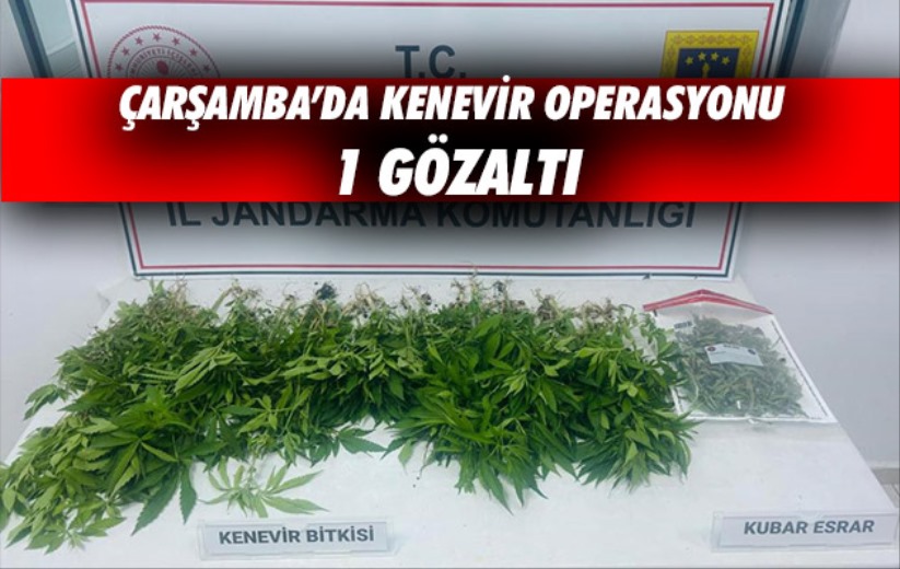 Çarşamba'da kenevir operasyonu: 1 gözaltı