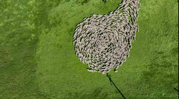 Bursa meralarında binlerce koyundan görsel şölen...