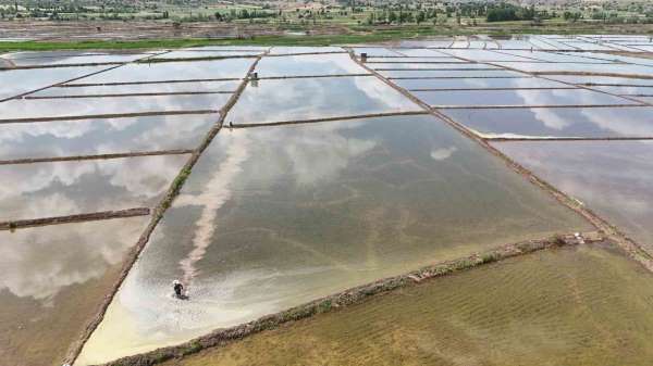 Kızılırmak Nehri'nin beslediği tarlalarda dron ile çeltik ekimi
