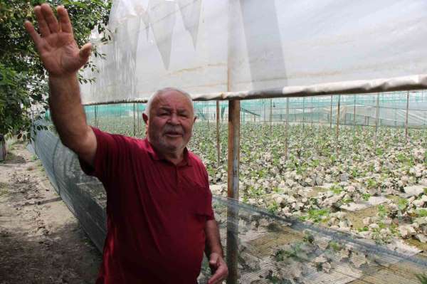 Diktiği binlerce kök fidesi sel sonrası çürüyen çiftçi: 'Bu afet Allah'tan geldi, boynumuz kıldan ince'