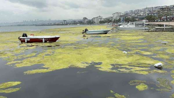 Kurupelit Marina'daki 'deniz marulu' sorununa neşter: 345 bin metreküp dip çamuru temizlenecek