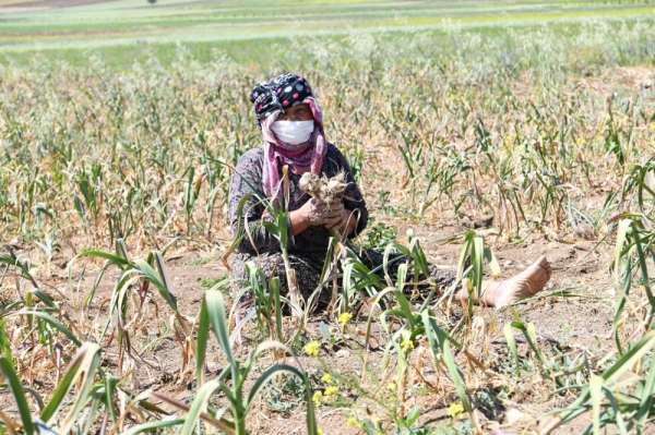 550 kişinin yaşadığı köyde her yıl yaklaşık 250 ton sarımsak üretiliyor 