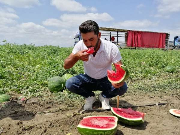 Geçen yıl üreticisini üzen karpuz bu sene güldürdü 