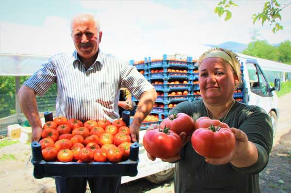 Karadeniz'in sebze üssü Amasya'da domates hasadı başladı
