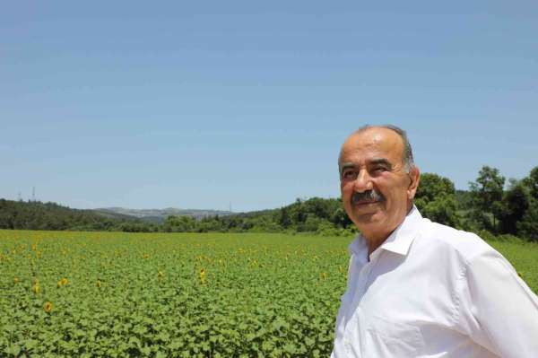 Mudanya Belediyesi'nin ayçiçekleri hasada hazırlanıyor - Bursa haber