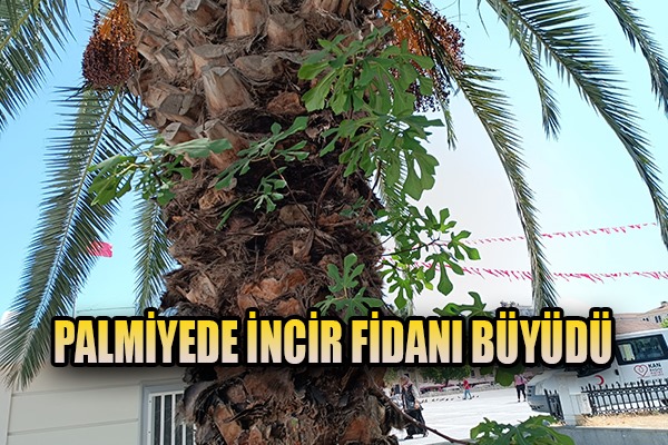 Palmiyede incir fidanı büyüdü