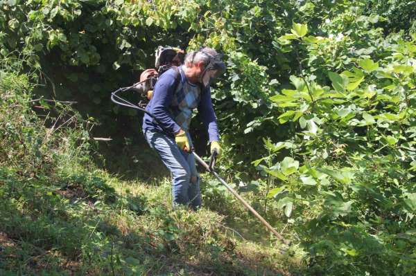 Fındık bahçelerinde 'yüksek verim' için temizlik çalışmaları başladı