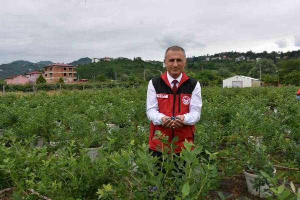 Ordu'da maviyemiş hasadı başladı