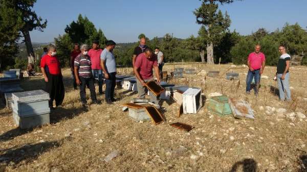 Mersin'de arı kovanlarına sinek ilaçlı saldırı 