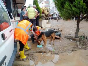 Altınordu Belediyesi, selden etkilenen Artvin'de sokak hayvanlarını unutmadı