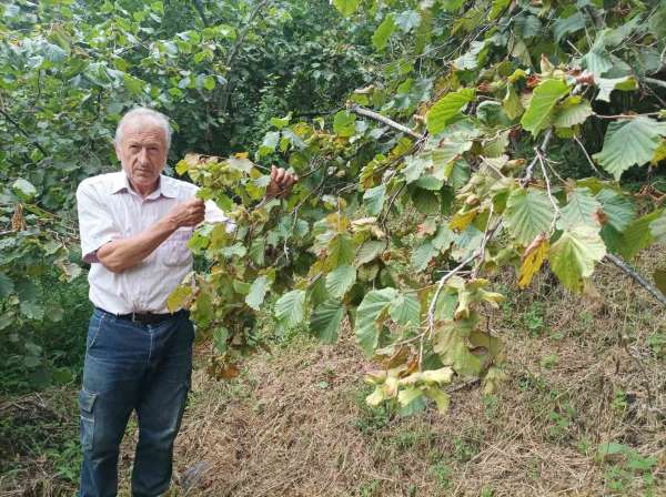 Giresun'da fındık işçisinin yevmiyesi belli oldu