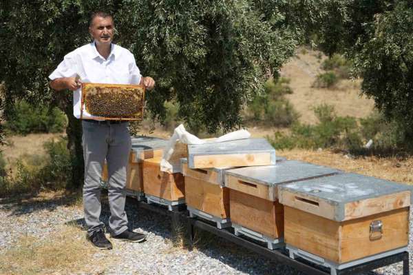 Manisa'da aşırı sıcaklar bal üretimini etkiledi