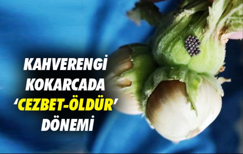 Kahverengi kokarcada 'cezbet-öldür' dönemi