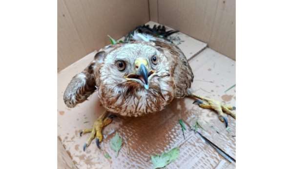 Bitkin haldeki doğan tedavi altına alındı