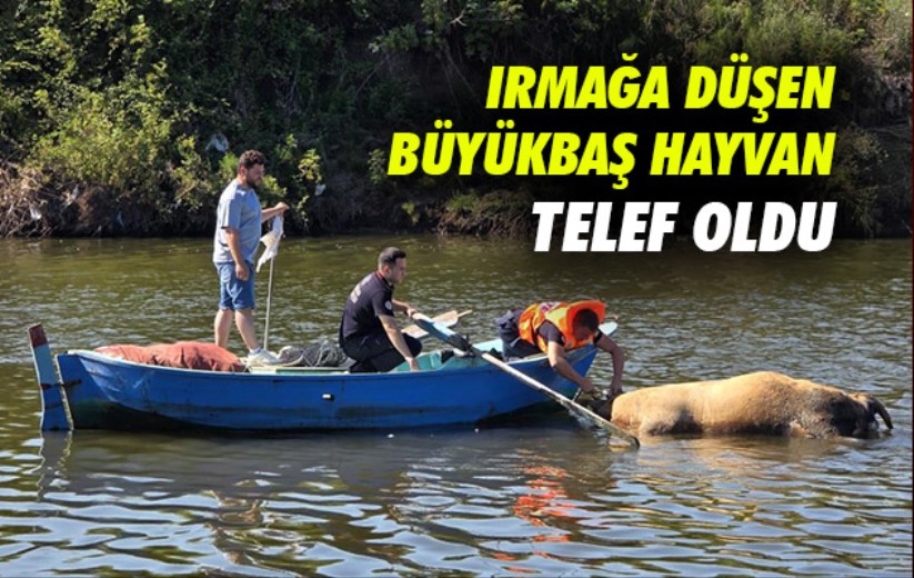 Samsun'da ırmağa düşen büyükbaş hayvan telef oldu