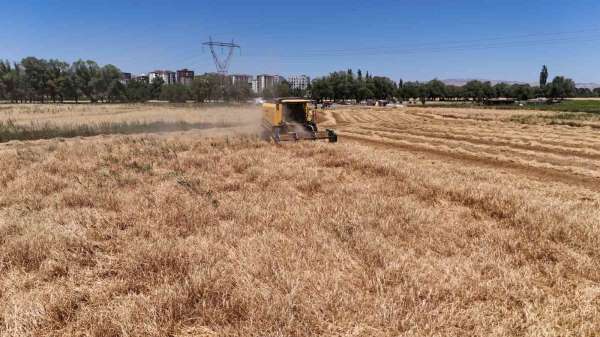 Türkiye'nin tahıl ambarında hasat başladı, çiftçinin yüzü güldü
