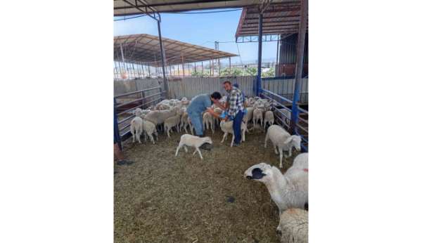 Köşk'te küçükbaş hayvanlar kayıt altına alınıyor