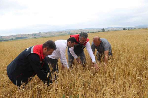 Samsun'da dolu afetinde 40 bin dekar tarım arazisi olumsuz etkilendi