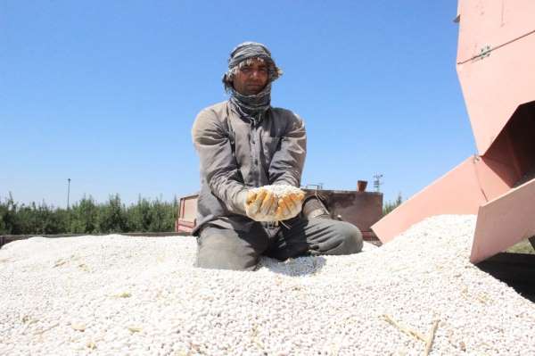 Karaman'da kuru fasulye hasadı başladı 