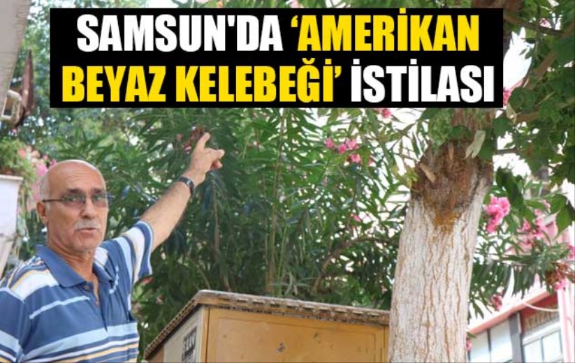 Samsun'da 'Amerikan beyaz kelebeği' istilası