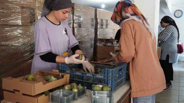 Mustafakemalpaşa'da incir mesaisi başladı