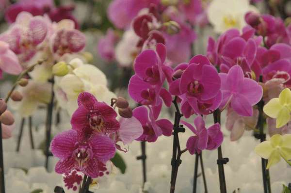 Rusya, 'orkide' rotasını Yalova'ya çevirdi