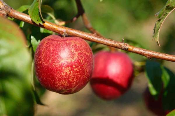 Şeftalinin 120 çeşidiyle 'koleksiyon bahçesi' oluşturdular