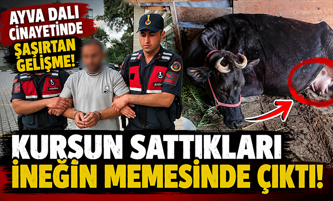 Ayva dalı cinayetinde şaşırtan gelişme: Kurşun ineğin memesinde çıktı