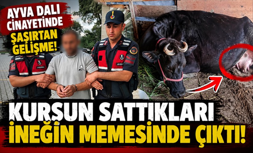 Ayva dalı cinayetinde şaşırtan gelişme: Kurşun ineğin memesinde çıktı