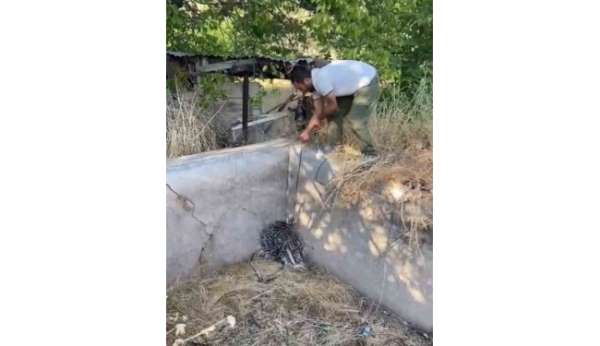 Nesli tükenme tehlikesi altındaki oklu kirpi böyle kurtarıldı