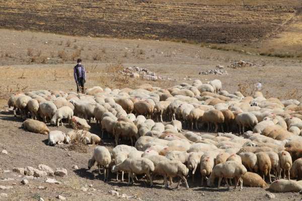Sivas'ta hedef 1 milyon Kangal Akkaraman koyunu 
