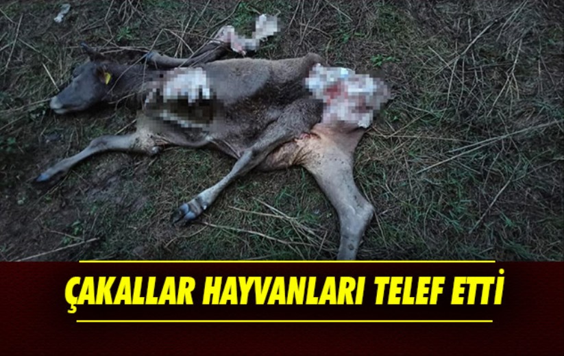 Samsun'da çakallar hayvanları telef etti