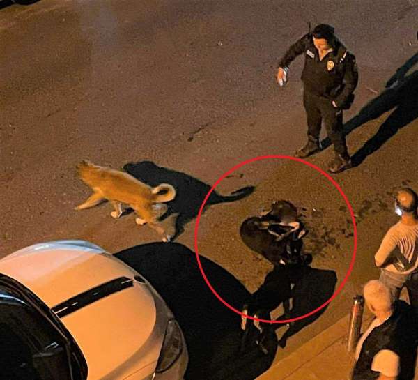 Altınordu Belediyesi çöp kamyonu sokak köpeğini ezdi