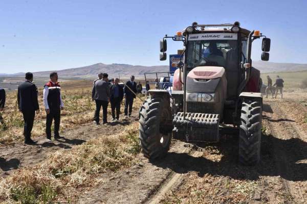 Bitlis'te kuru fasulye hasadında rekor: 37 bin ton üretim